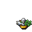 pigeon trophy