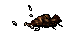 dead carrion worm